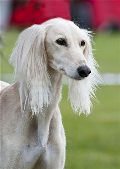 Velika V&auml;ster&aring;s