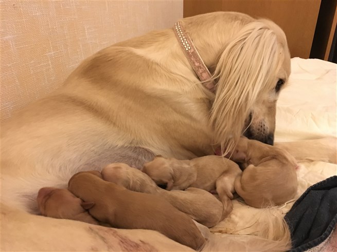 Eudora and newborn puppies