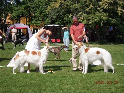 BIR o BIM borzoi Trondheim