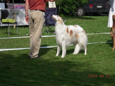 BIR Borzoi