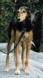 Kashmanis Nemesis