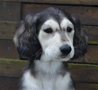 Amiyat Dantooine 7 weeks