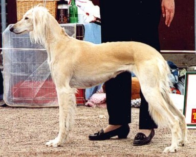 Kashmanis Mata-Hari